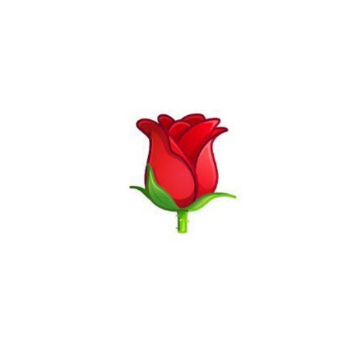 رز قرمز
